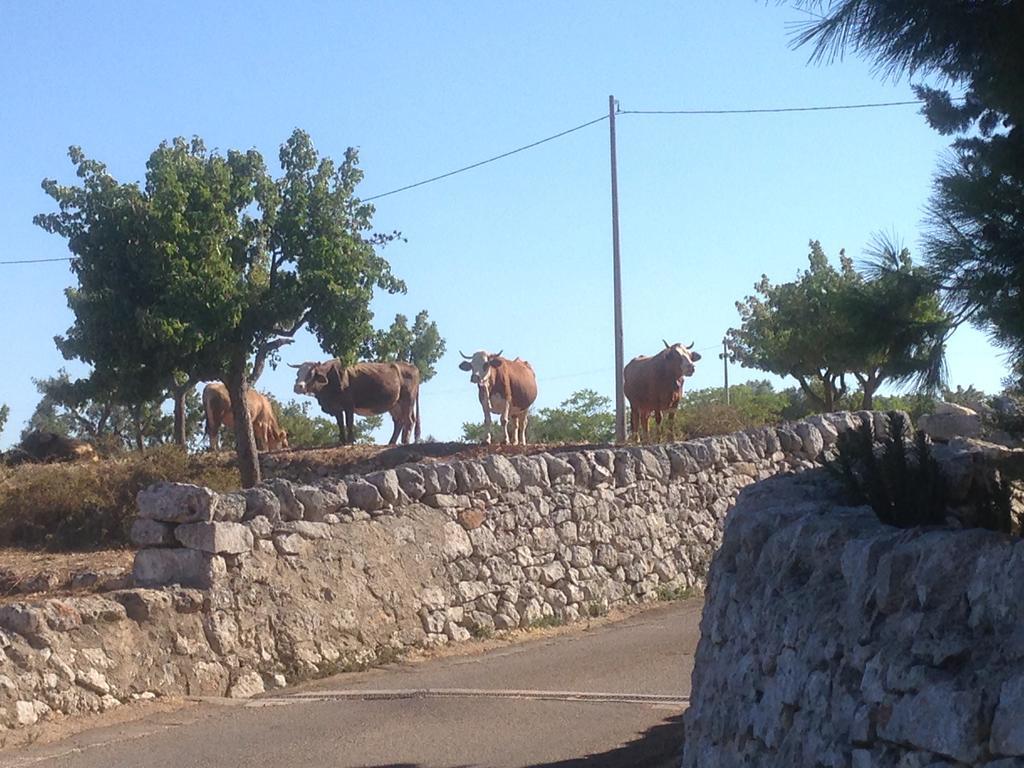 Trullo Picchiagiuda Villa ออสตูนี ภายนอก รูปภาพ